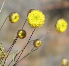Thiseltonia gracillima
