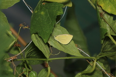 Pieris brassicae
