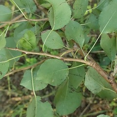 Pyrus communis