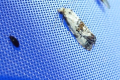 Neocochylis hybridella