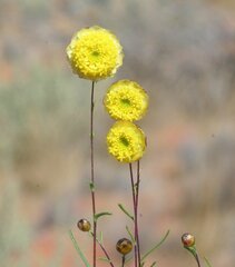 Thiseltonia gracillima