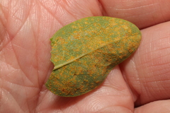 Melampsora hypericorum