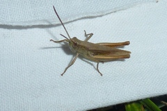 Chorthippus dorsatus