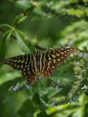 Graphium agamemnon