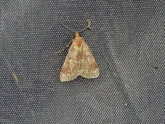 Hydrillodes lentalis