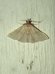 Renia discoloralis