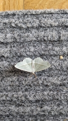Campaea margaritaria