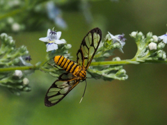 Amata grotei
