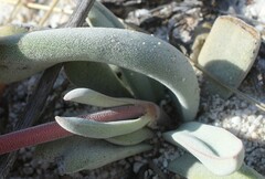Crassula