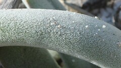 Crassula