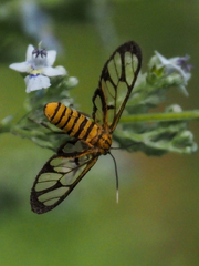 Amata grotei