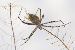 Argiope lobata