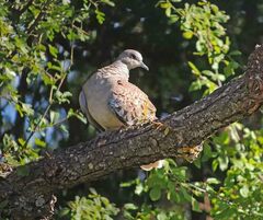 Streptopelia turtur