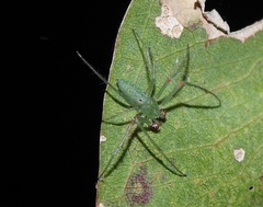 Araneus talipedatus