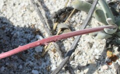 Crassula
