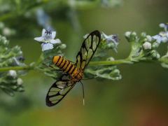 Amata grotei