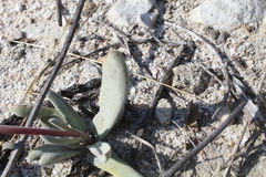Crassula