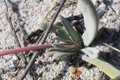 Crassula