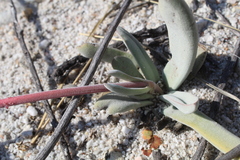 Crassula