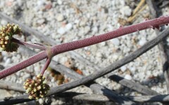 Crassula