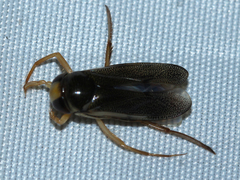 Corixini