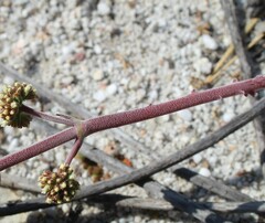 Crassula