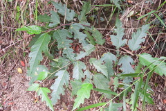 Ficus irisana