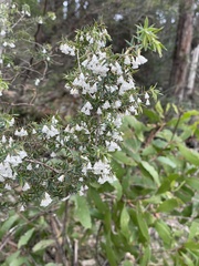 Styphelia setigera