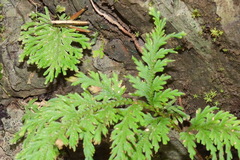 Selaginella moellendorffii