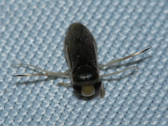 Corixini