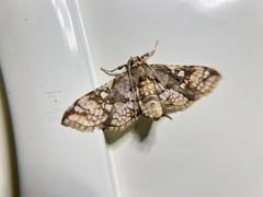 Omphisa anastomosalis
