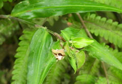 Commelina auriculata