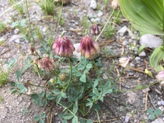 Trifolium productum