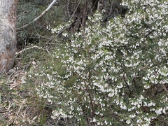 Styphelia setigera