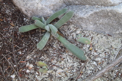 Crassula
