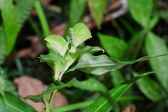 Commelina auriculata