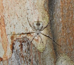 Tamopsis