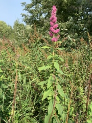 Spiraea douglasii