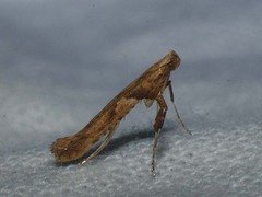 Caloptilia hemidactylella