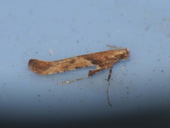 Caloptilia hemidactylella