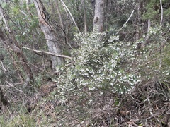 Styphelia setigera