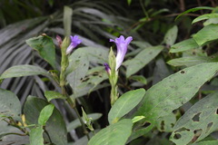 Strobilanthes longespicatus