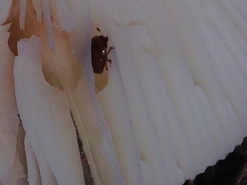 Leiodidae