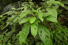 Strobilanthes longespicatus