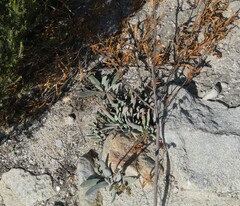 Crassula
