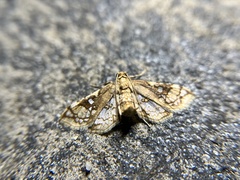 Omphisa anastomosalis