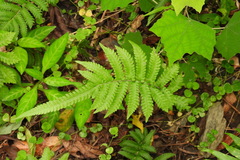 Christella acuminata