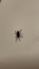 Scotophaeus blackwalli