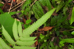 Christella acuminata