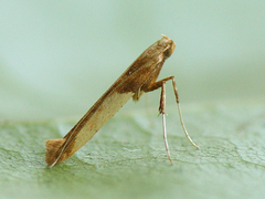 Caloptilia hemidactylella
